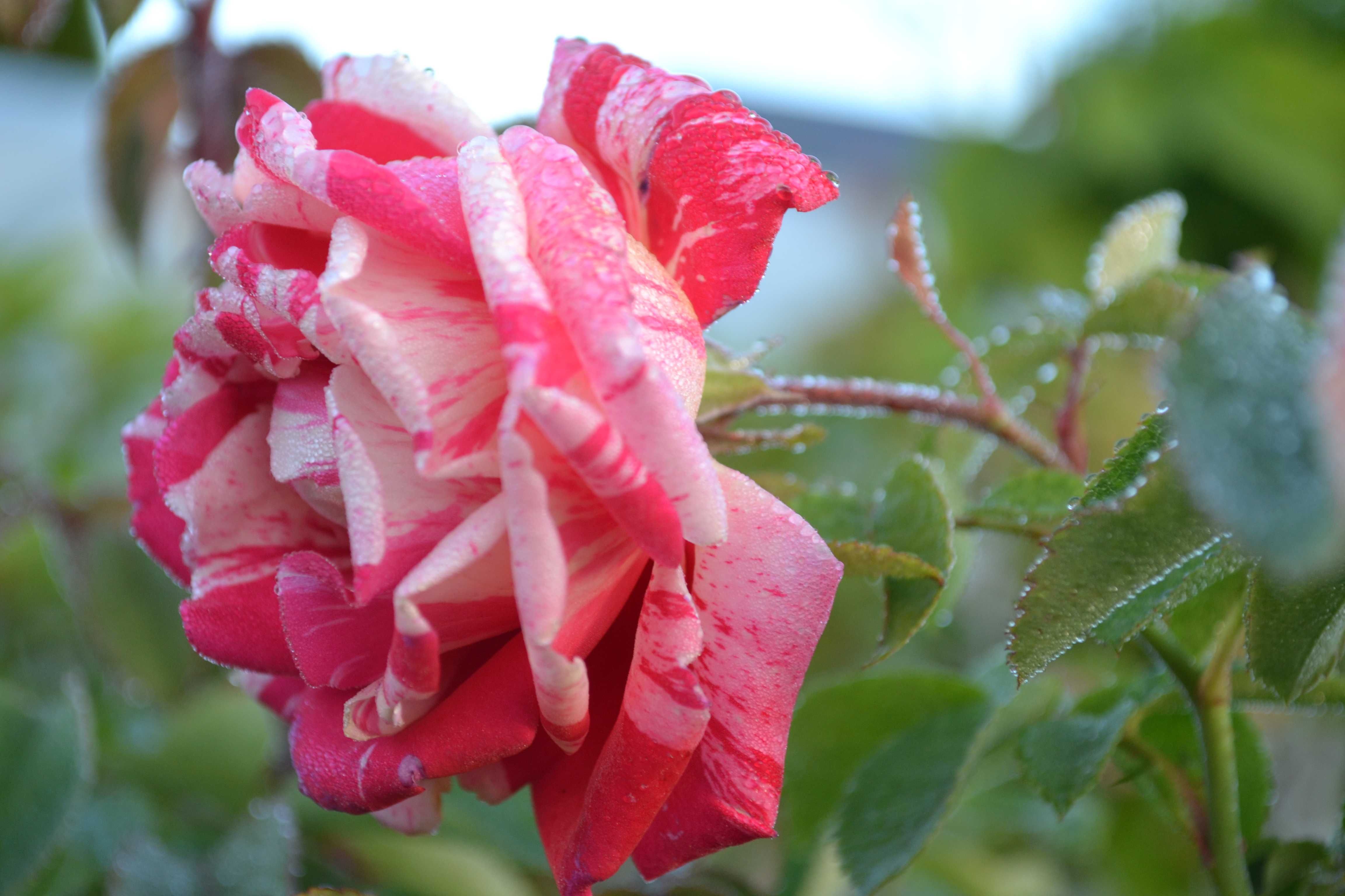 róża wielkokwiatowa na pniu, pnące i krzewiaste mix kolorów
