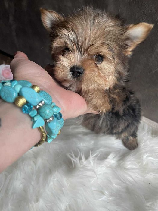 Yorkshire terrier chłopak Szafir biewer