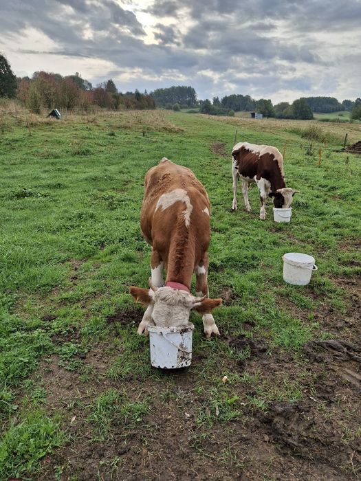 Sprzedam Jałówke cielną
