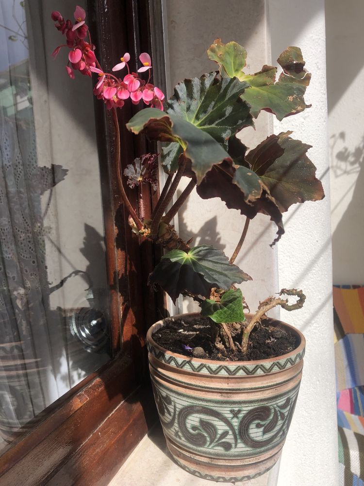 Planta com flor + Vaso