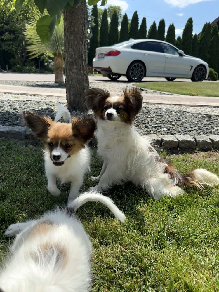 Papillon szczeniak piesek - spaniel kontynentalny miniaturowy