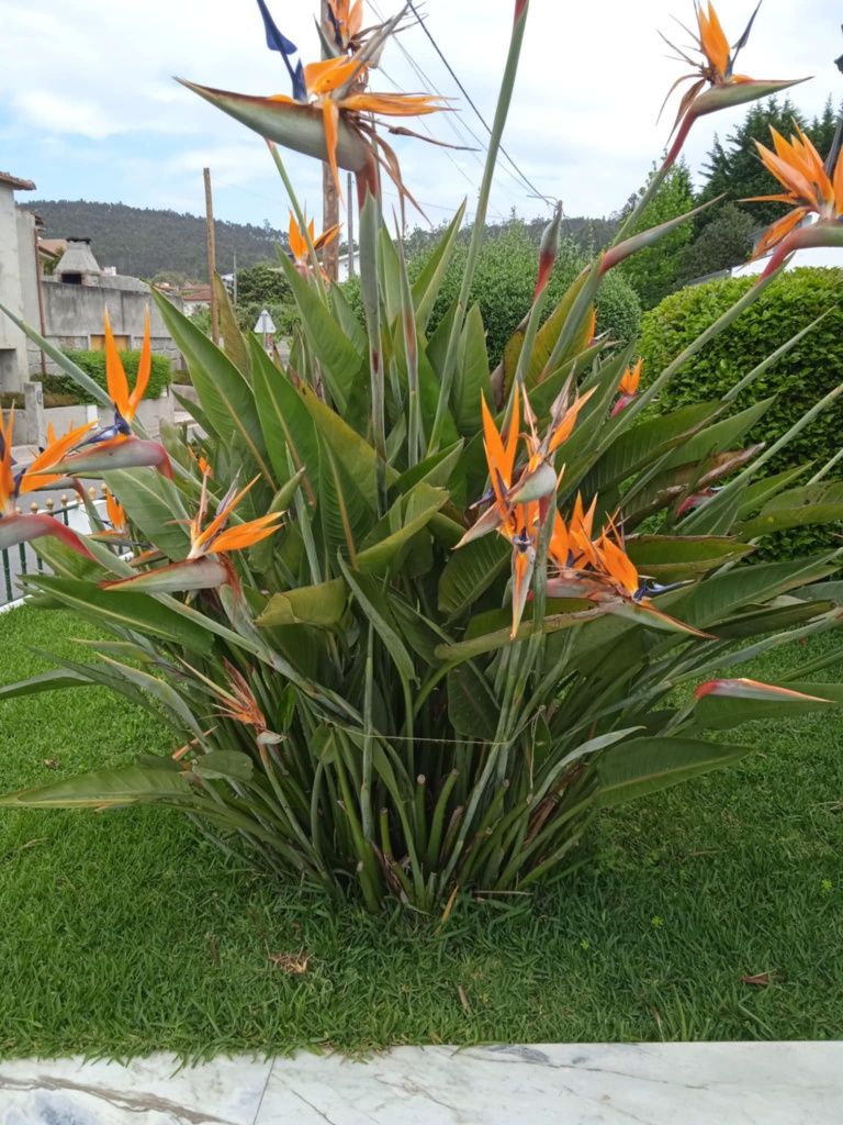 Vendo estrelicias 50centimos cada flor, ou com raiz