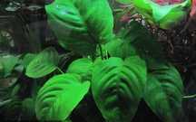 Anúbias Barteri Gigantea Nana Mini Lanceolata - plantas fáceis - Neons