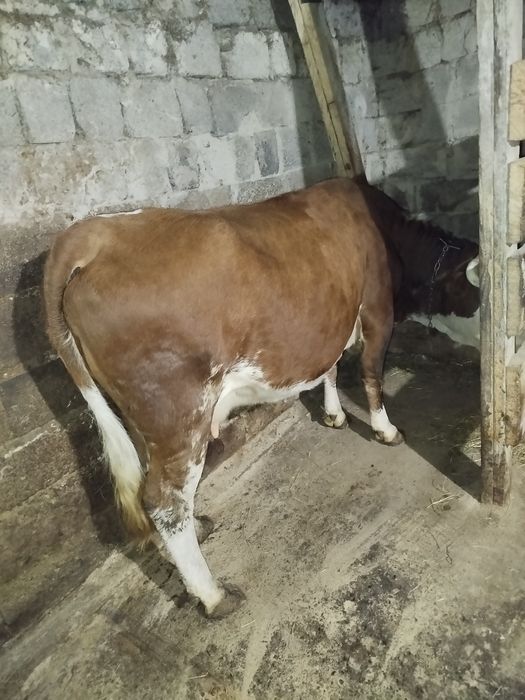 Продам корову лялька