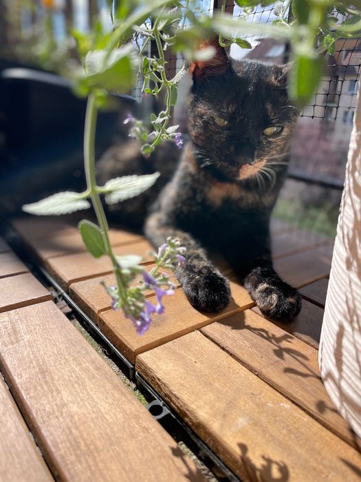 Oddam kotkę, kotka do adopcji, szylkretka