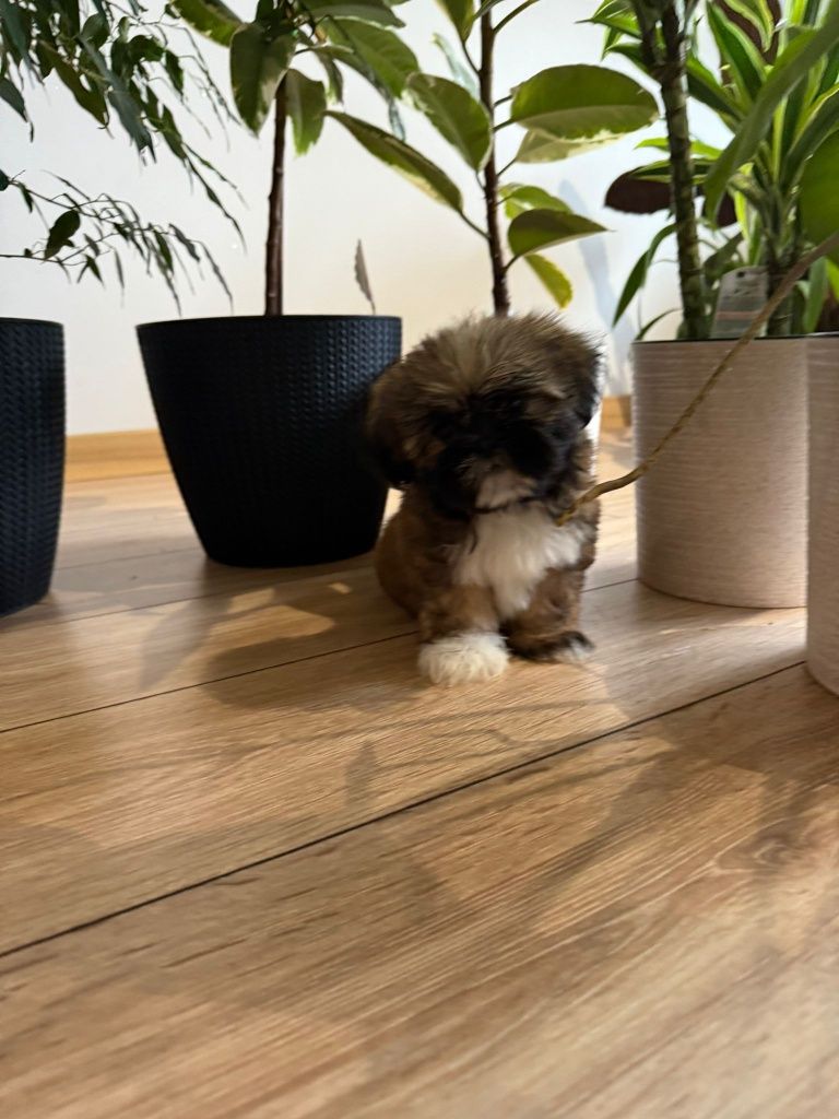Shih tzu brazowa suczka
