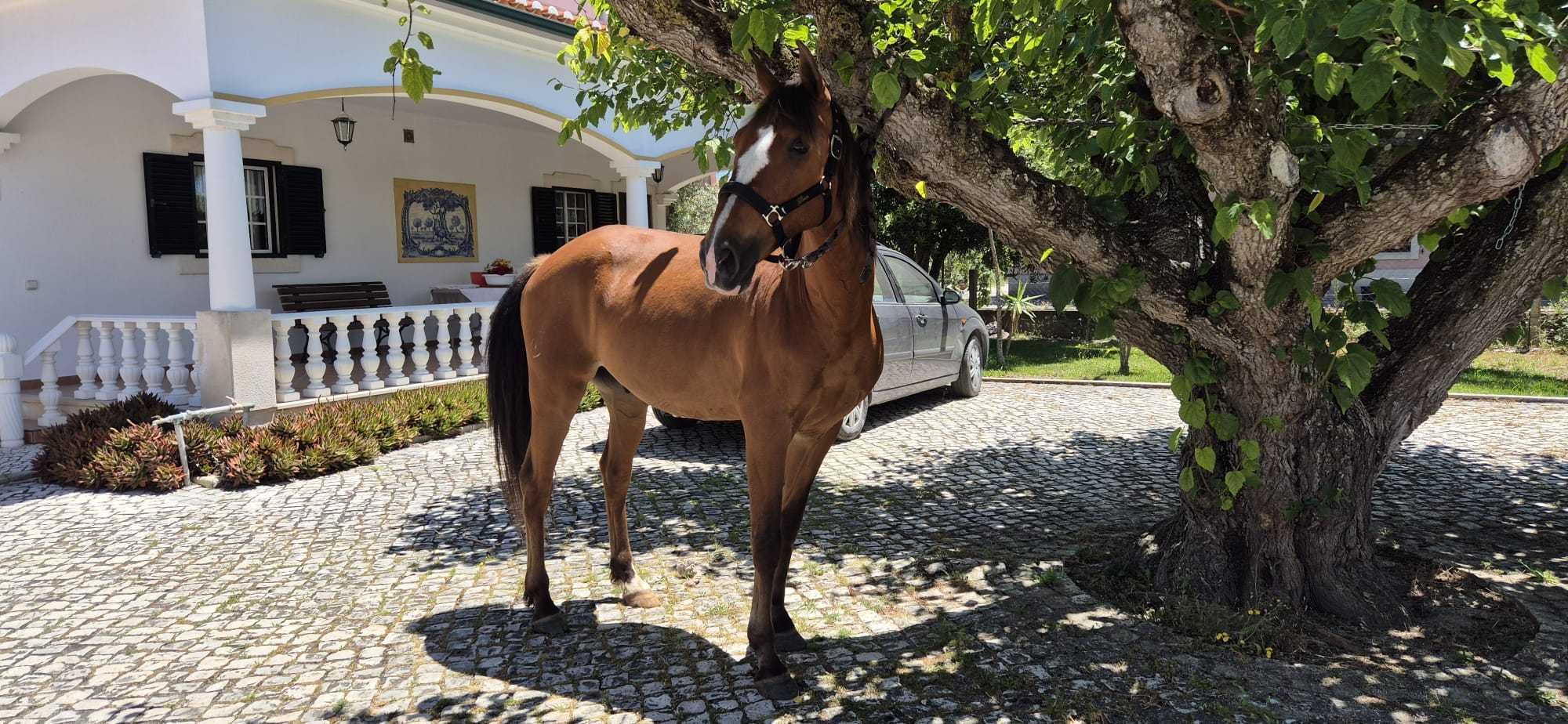 Cavalo Lusitano nobre