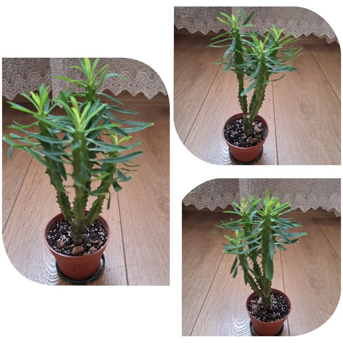 Юкка, эуфорбия, нолина