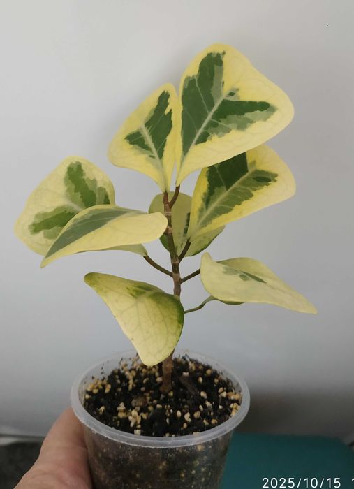 Продам фікус   Тріануляріс Коконат крем