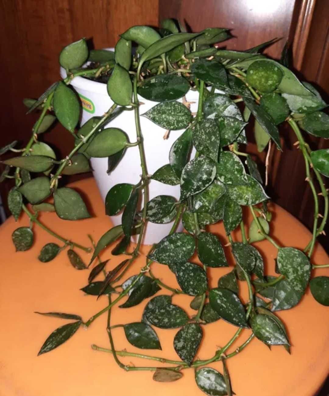Хойя Лакуноза Эскимо Сильвер /Hoya Lacunosa Eskimo Silver  Доросла