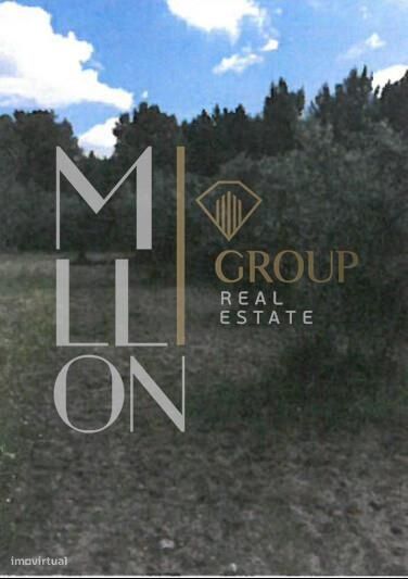 Terreno com Oliveiras- 793