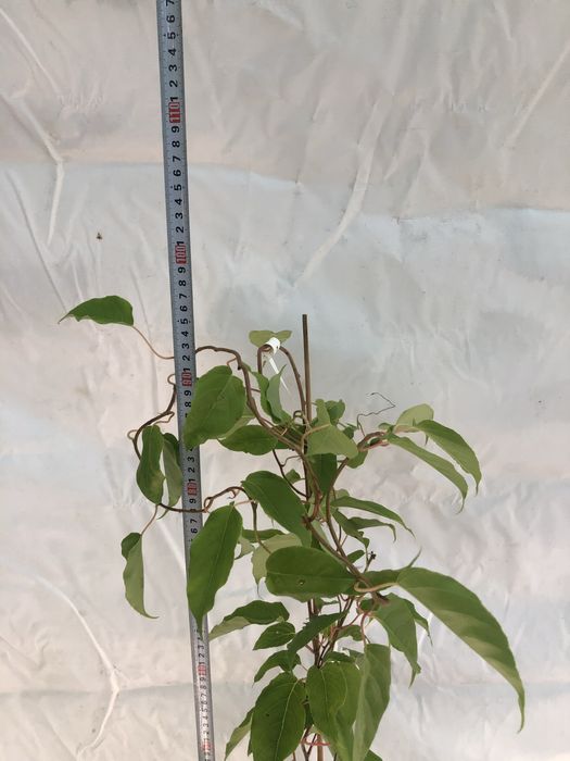 Актинидия 3 річна. Червоні та зелені плоди)