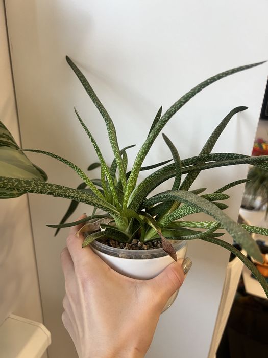 Суккулент гастерія