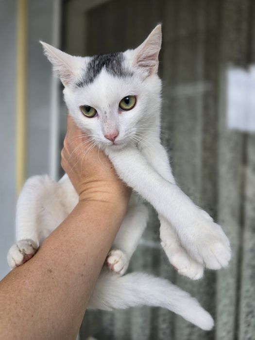 Киця в добрі ручки!