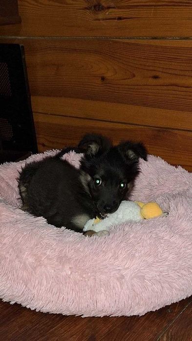 Грайливий хлопчик шукає родину (привеземо в будь-який куточок країни)