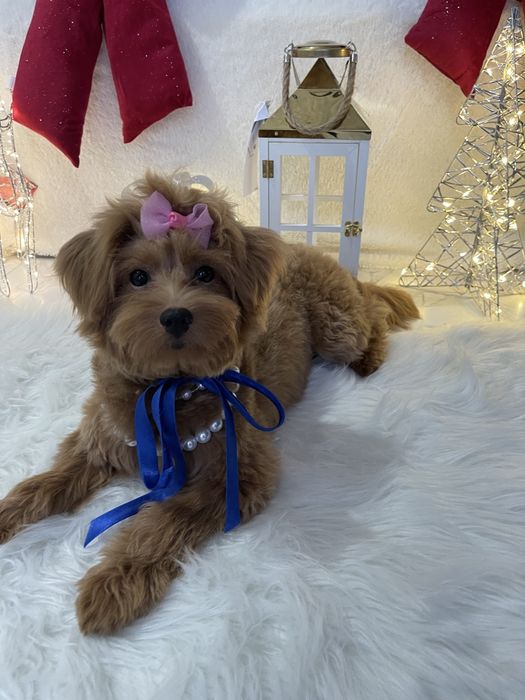 Помапу — Не зволікайте  таких залишилось лише 4!