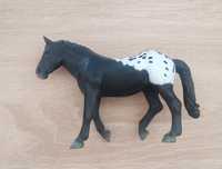 Collecta klacz sugarbush