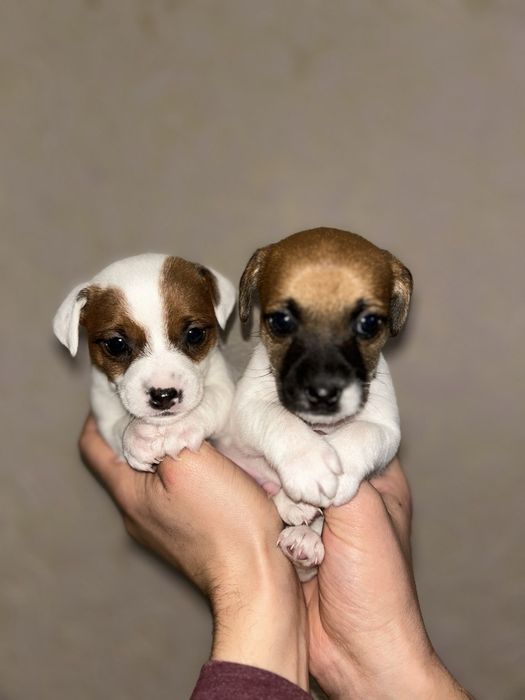 Цуценята Джек Рассел