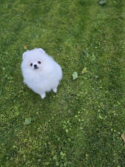 Malenki bialy piesek pomeranian FCI