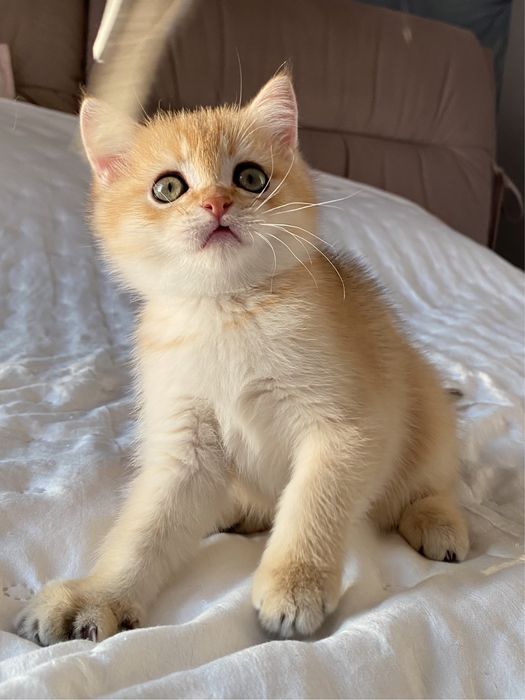 Вихованці з розплідника «Моя Гламурка»