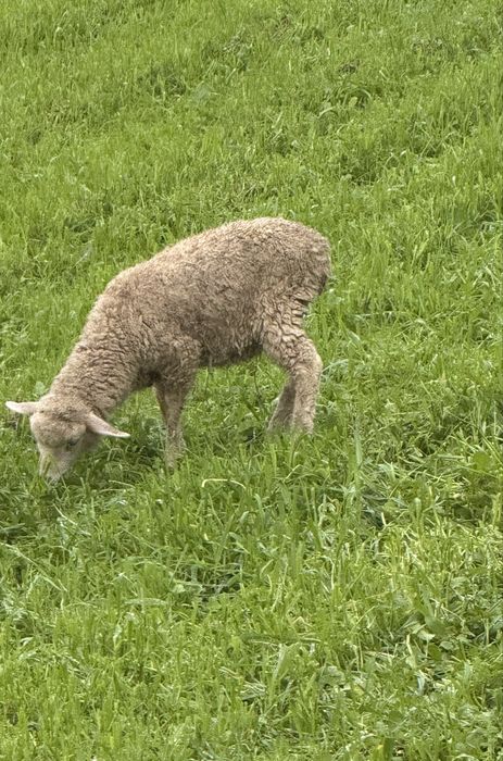 Ovelha anã 11 meses