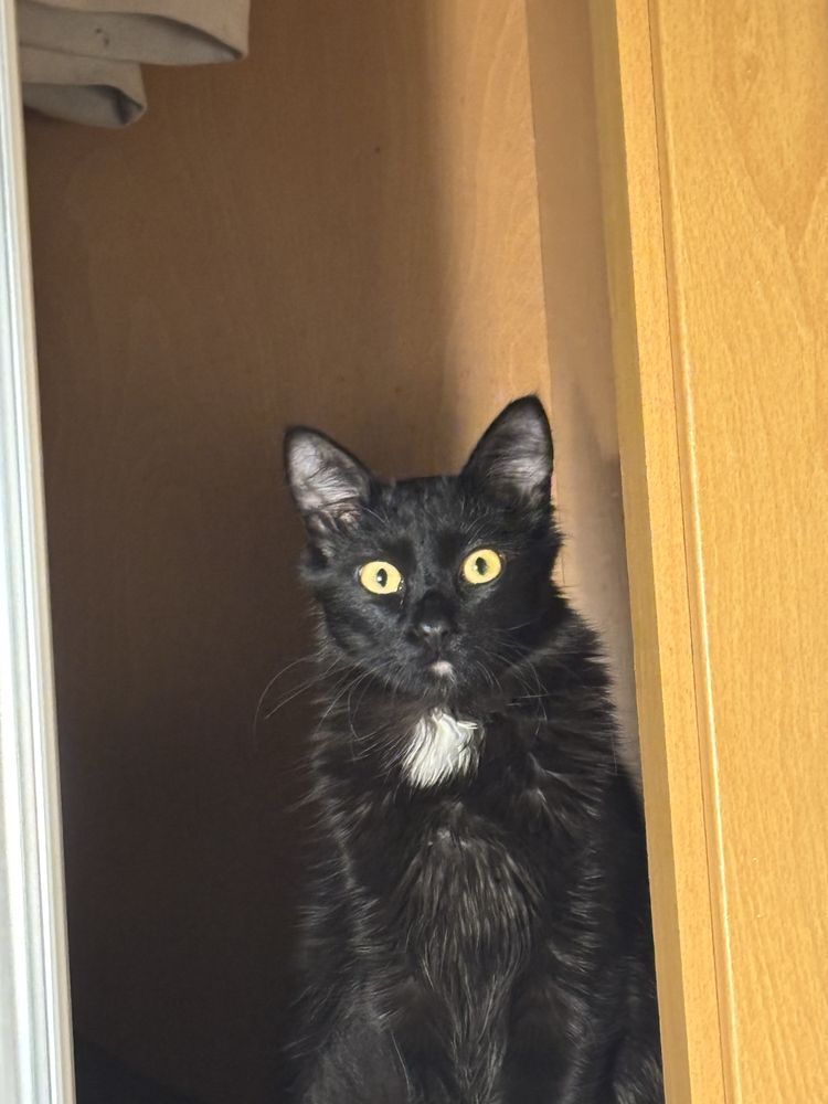 Gato preto macho 1 ano