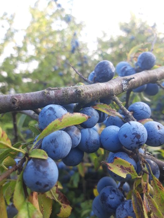 TARNINA śliwka świeża