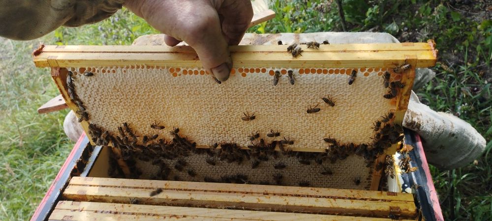 Miód prosto z Ula jesienny wrzos i nawloć