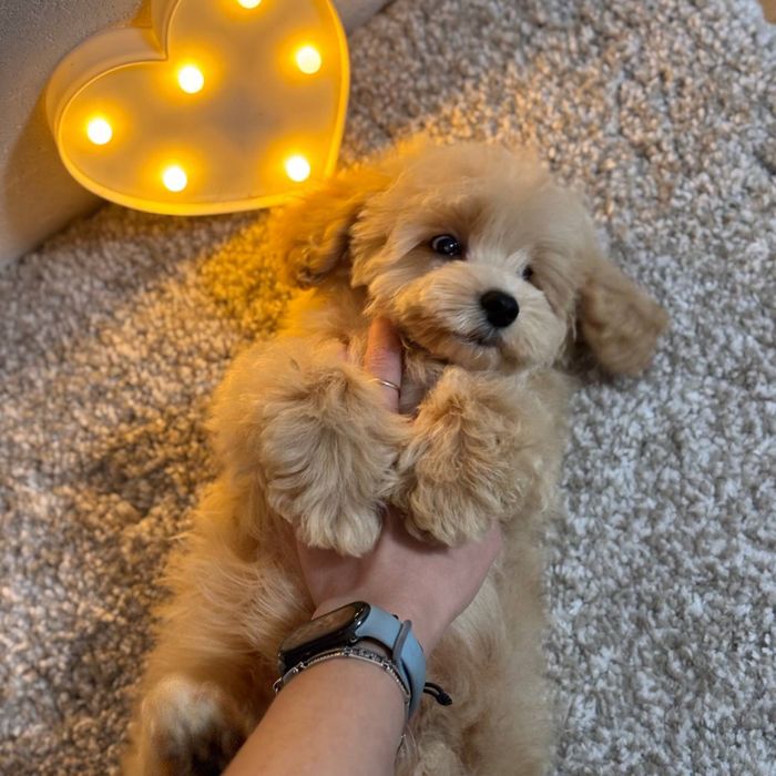 Мини Мальтипу F1 карамель — истинный символ роскоши и стиля