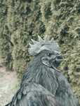 Ayam cemani jaja lęgowe