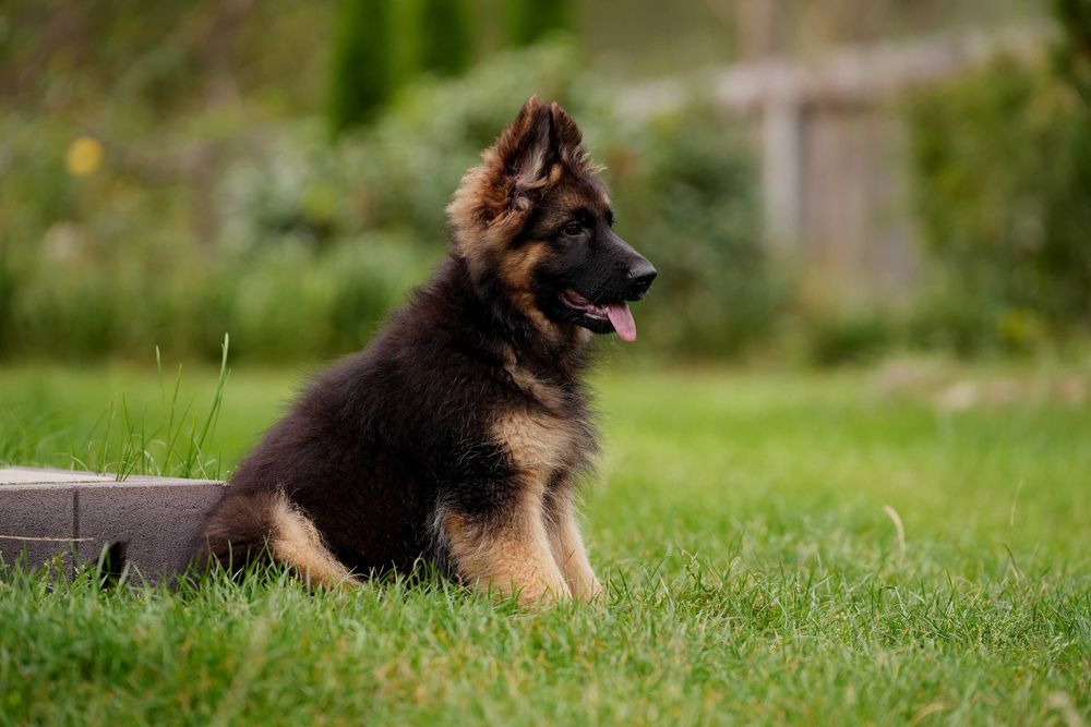 Owczarek Niemiecki Piesek