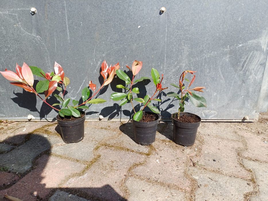 Głogownik RED ROBIN 15-30cm W DONICZCE ! PIĘKNE sadzonki - żywopłot.