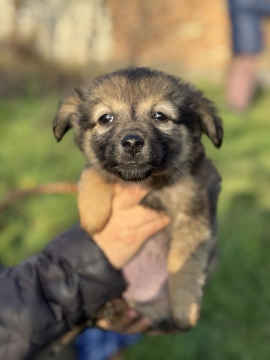 Щенята маленькі цуценята