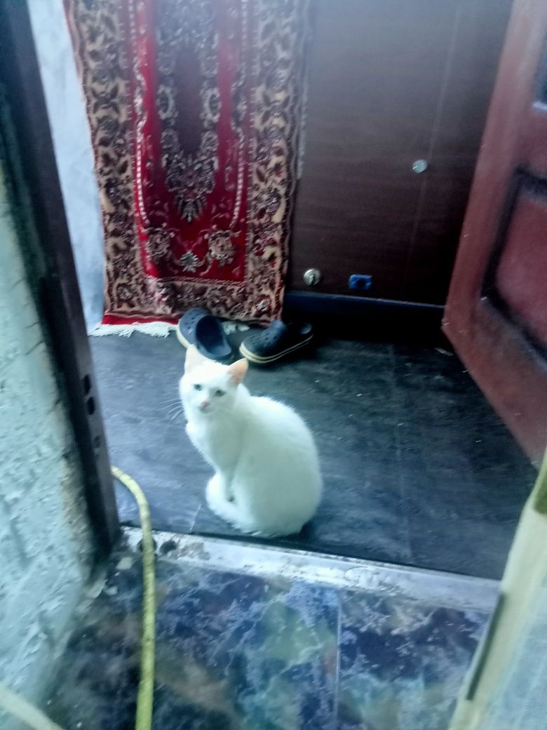 Котики воркотики