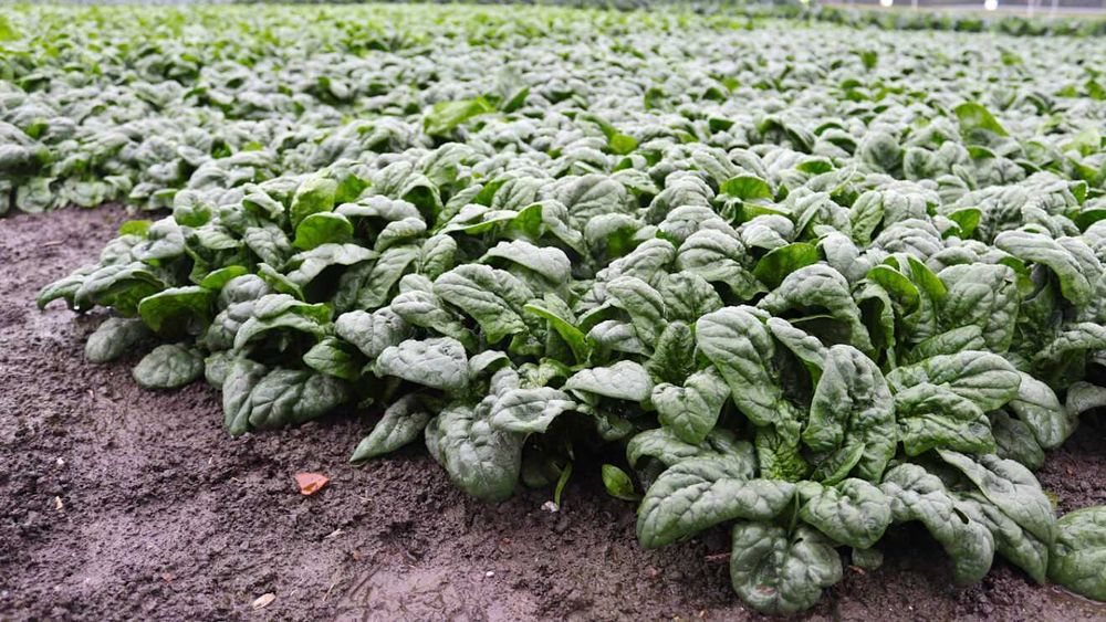 Nasiona SZPINAKU na sprzedaż - odmiana całoroczna - Nasiona szpinak.