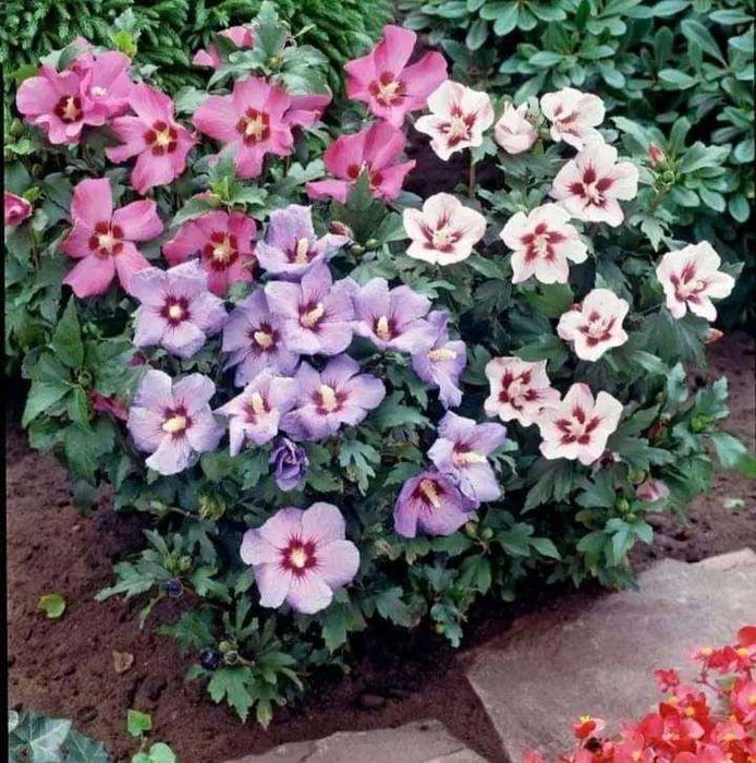 Краса для вас менших   .