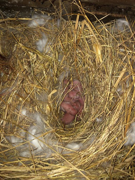 Coelho branco da Florida