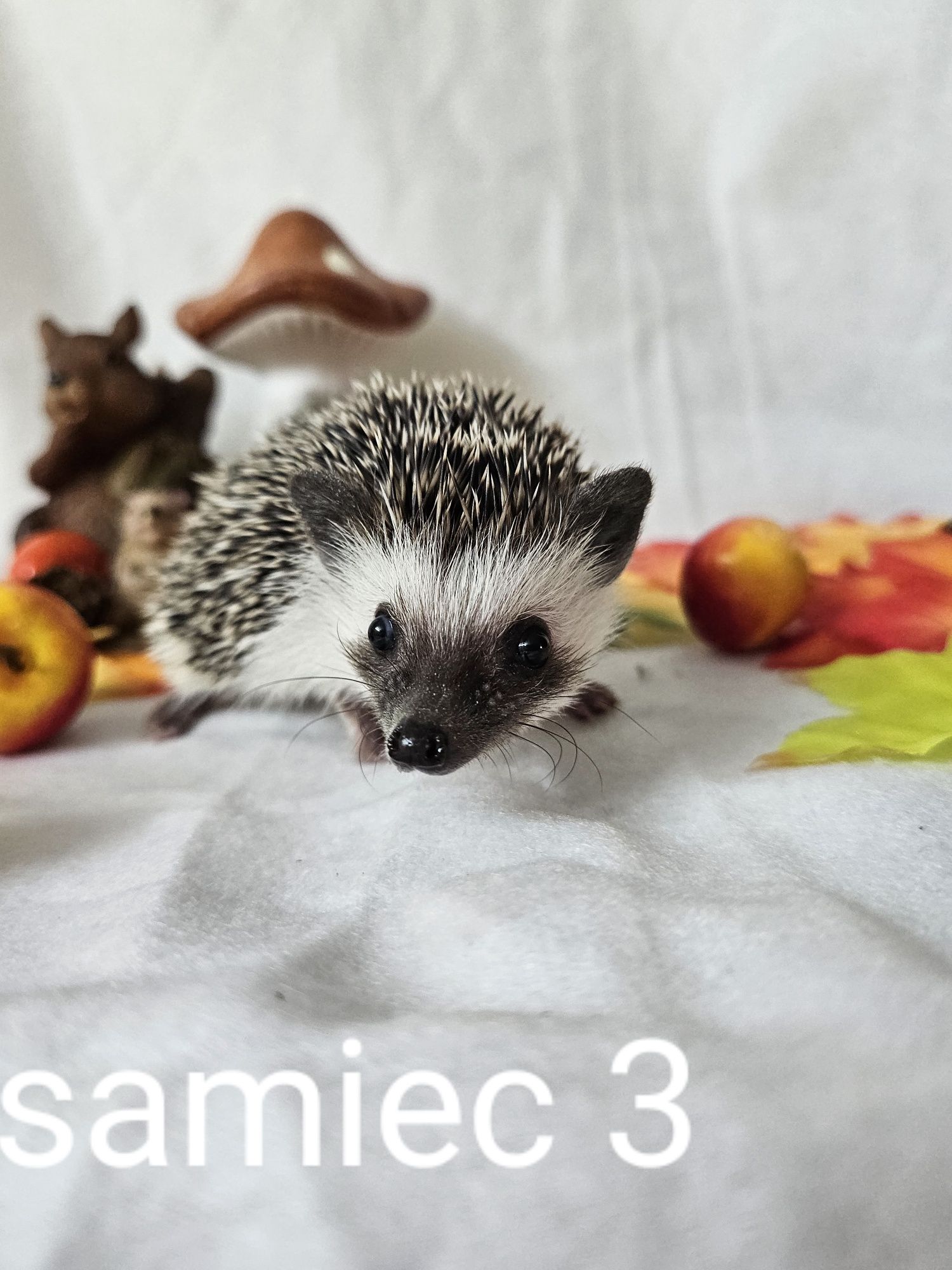Jez jeżyki jeżolki jeż pigmejski jez afrykanski