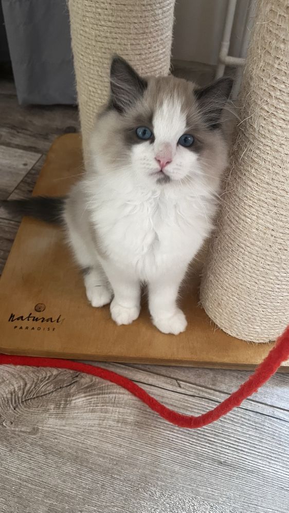 Ragdoll sliczny kocurek