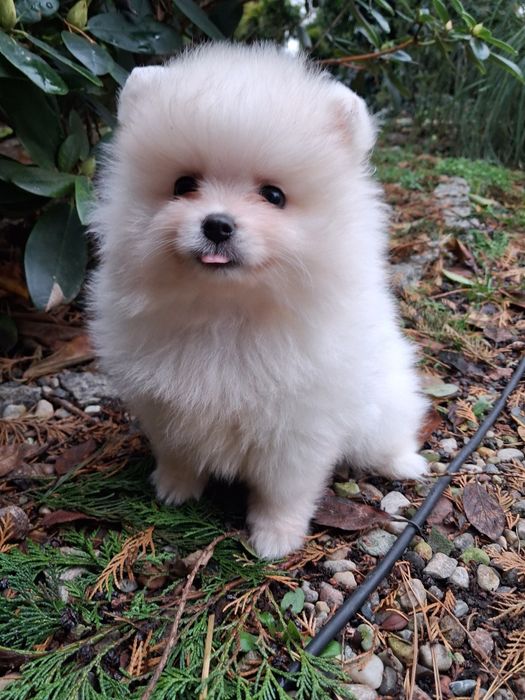 Chłopak pomeranian szpic miniaturowy