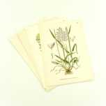 Stare ryciny botaniczne - litografie