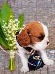 Cawalier King Charles spaniel samiec do rezerwacji badania genetyczne