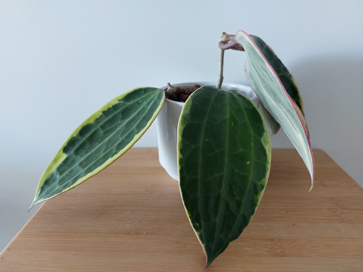 Hoya macrophylla/latifolia albomarginata