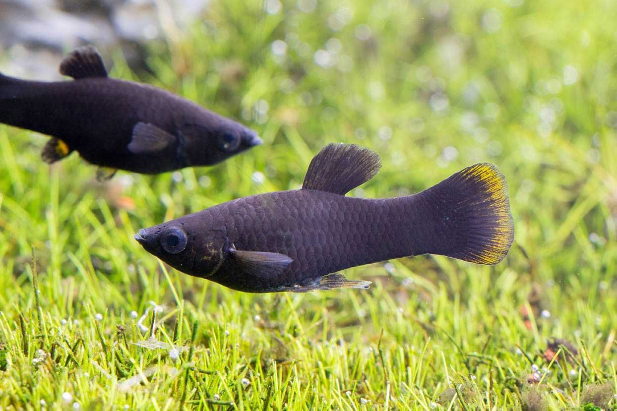 Molinezja ostrousta czarna - Poecilia sphenops - dowóz, wysyłka