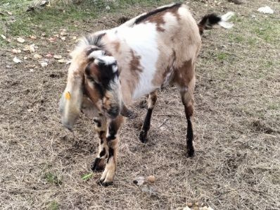 Kozioł anglonubijski
