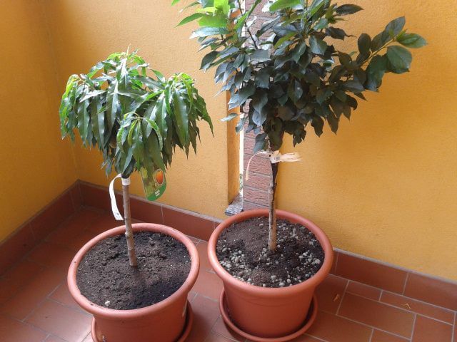 CEREJEIRA para VASO varanda, janela, pátio pequenos jardins - BONSAI