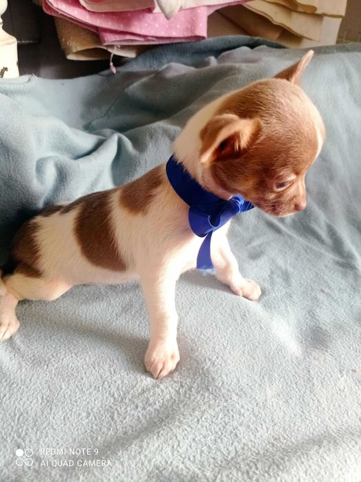 Chihuahua de bolso linha Russa de Top Macho