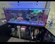 Redsea 525XL Akwarium morskie