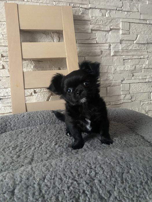 Uroczy malutki piesek Chihuahua