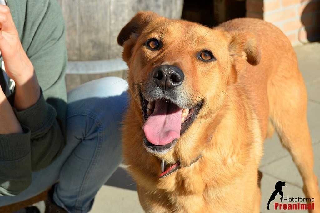 CAMPEÃO - Cãozinho para Adoção!